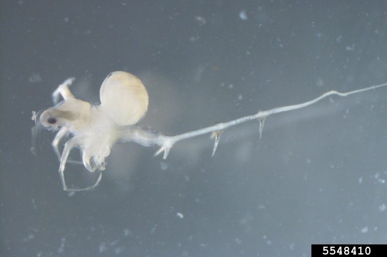 Featured image for “Spiny Waterflea in the Great Lakes”