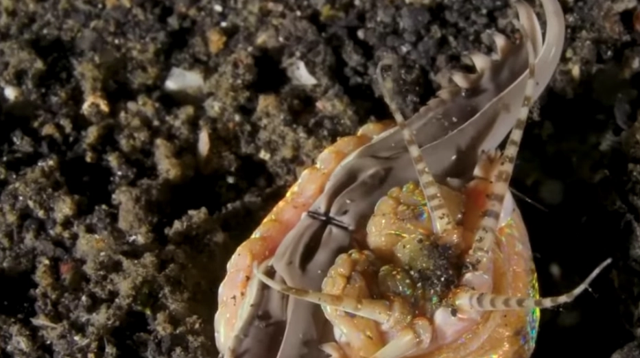 Giant Bobbit Worm