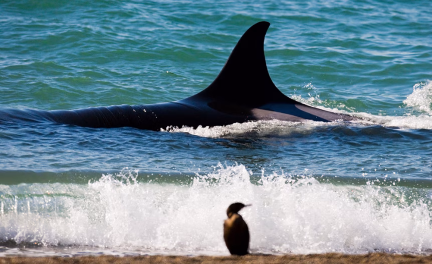 Killer Whales