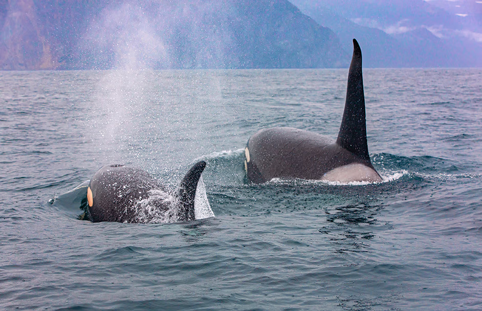 Killer Whales