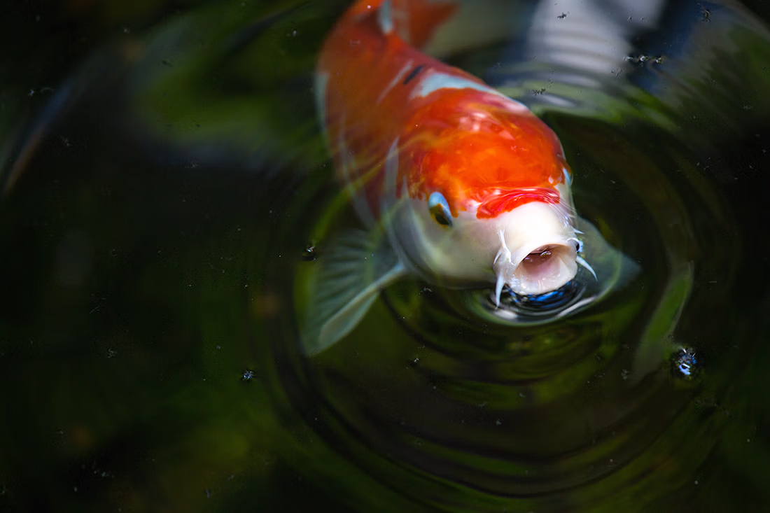 Featured image for “The Growing Threat of the Invasive Goldfish in the Great Lakes”
